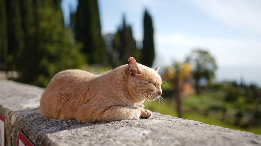 какого зверя будет 2024 год